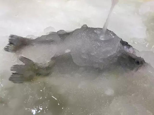 Mesin Pembuat Es Bubur 3T / 24H Untuk Makanan Laut